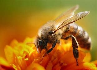 Abeille sur fleur
