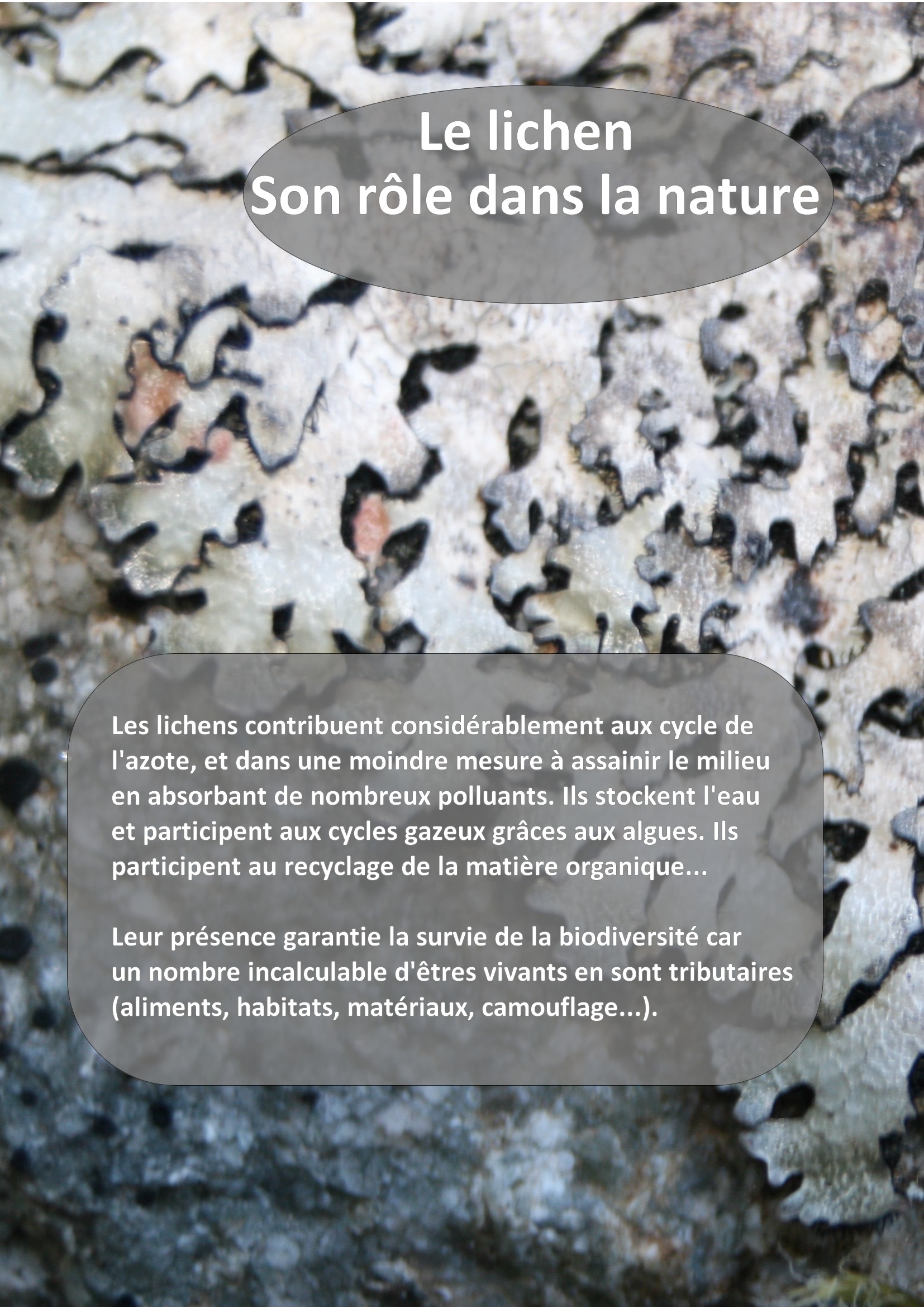 Animations thématiques